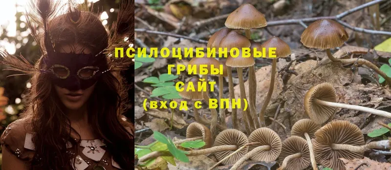 Псилоцибиновые грибы Psilocybe  купить закладку  Обнинск 